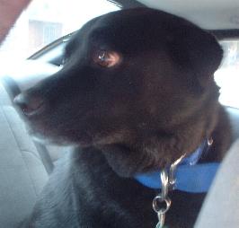 paula's dog stoney